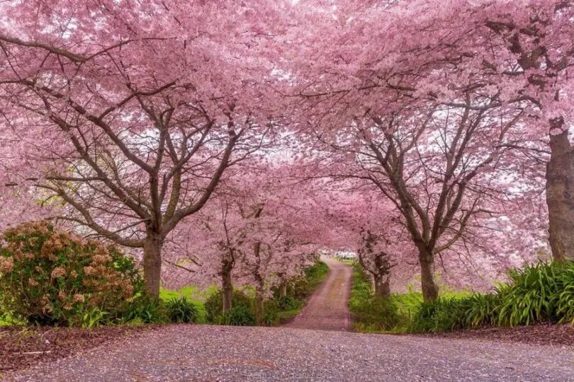 What Does Cherry Blossom Smell Like