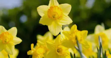 What Does Daffodil Smell Like