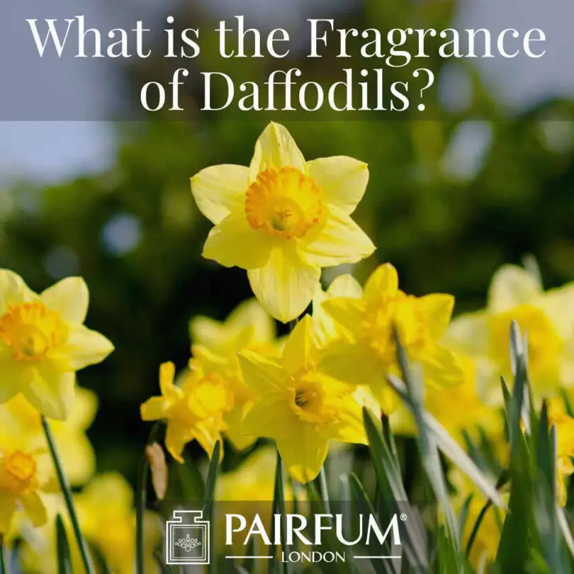 What Does Daffodil Smell Like