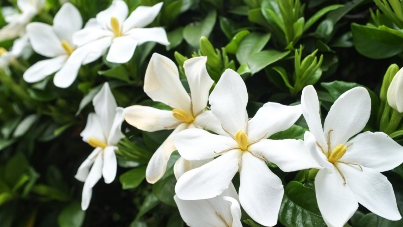 What Does Gardenia Smell Like