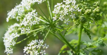 What Does Hemlock Smell Like