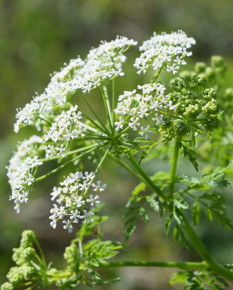 What Does Hemlock Smell Like