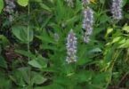 What Does Hyssop Smell Like