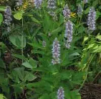 What Does Hyssop Smell Like