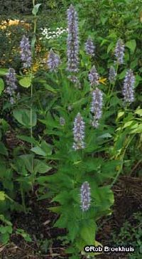 What Does Hyssop Smell Like