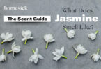 What Does Jasmine Smell Like