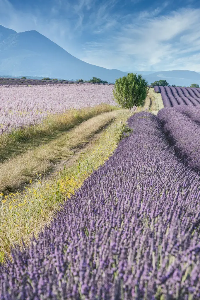 What Does Lavender Smell Like