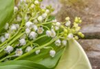 What Does Muguet Smell Like