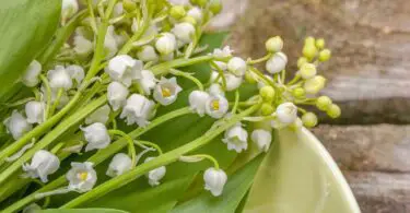 What Does Muguet Smell Like