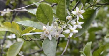 What Does Neroli Smell Like