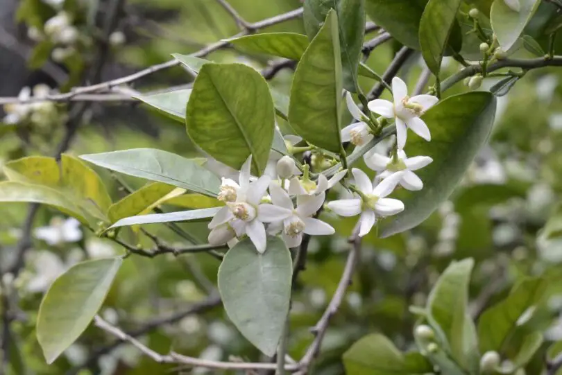 What Does Neroli Smell Like