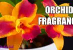 What Does Orchid Smell Like