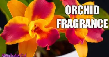 What Does Orchid Smell Like