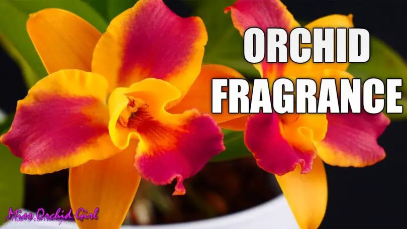 What Does Orchid Smell Like