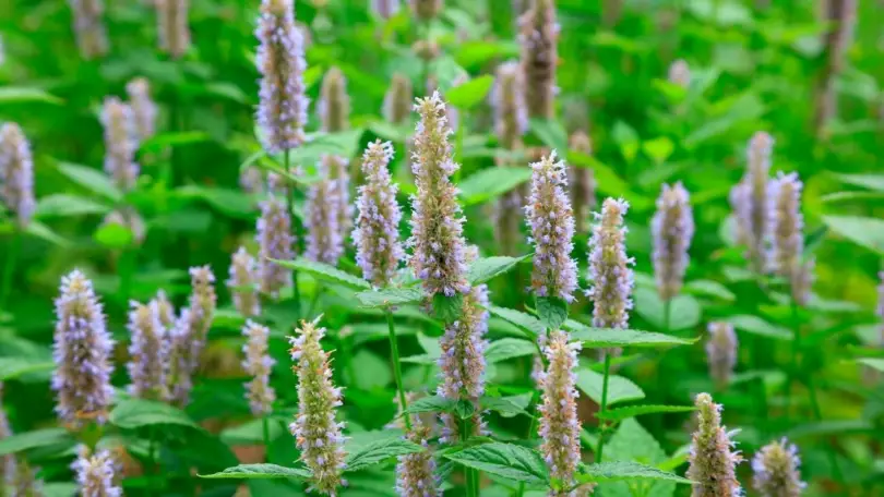 What Does Patchouli Smell Like in Perfume