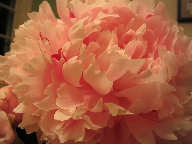 What Does Peony Smell Like