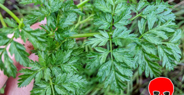 What Does Poison Hemlock Smell Like