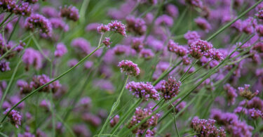 What Does Verbena Smell Like