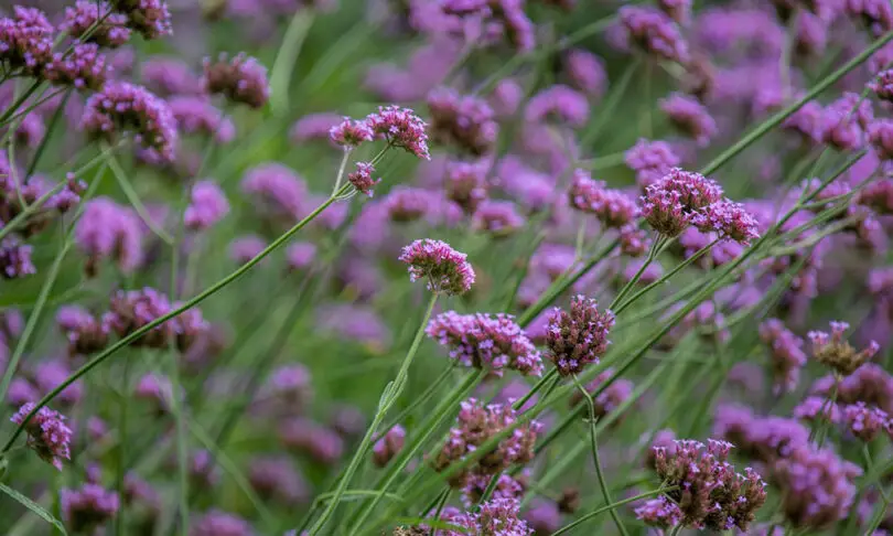 What Does Verbena Smell Like