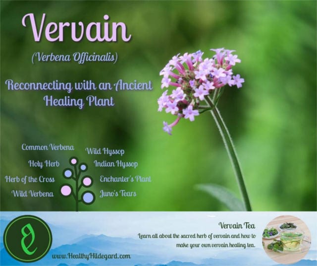 What Does Vervain Smell Like
