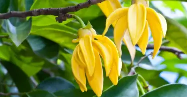 What Does Ylang Ylang Essential Oil Smell Like