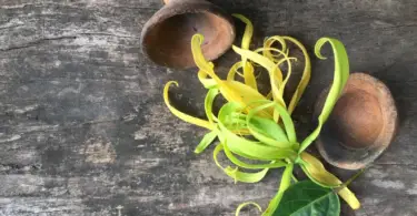 What Does Ylang Ylang Oil Smell Like