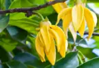 What Does Ylang-Ylang Smell Like