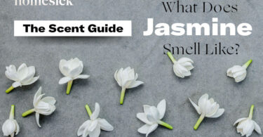 What is Jasmine Smell Like