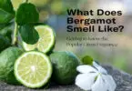 What Kind of Scent is Bergamot