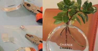 What to Do With Empty Perfume Bottles