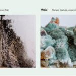 Is Musty Smell Always Mold
