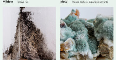 Is Musty Smell Always Mold