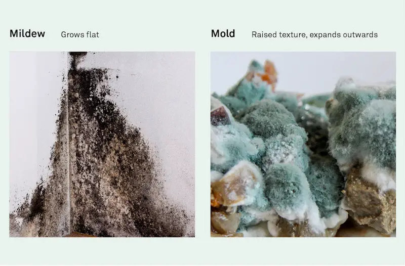 Is Musty Smell Always Mold