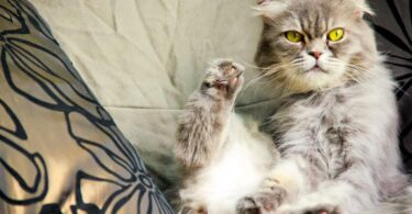 Why Does My Cat Smell Musky
