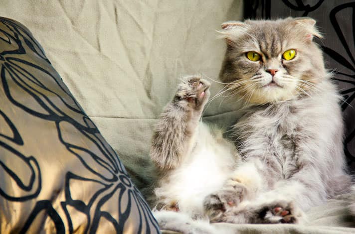 Why Does My Cat Smell Musky