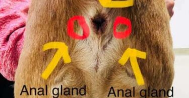 Why Does My Dog Smell Musky