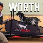 Are Dog Treadmills Worth It: Ultimate Guide to Benefits & Tips