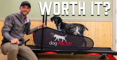 Are Dog Treadmills Worth It: Ultimate Guide to Benefits & Tips