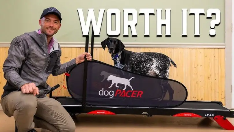 Are Dog Treadmills Worth It: Ultimate Guide to Benefits & Tips