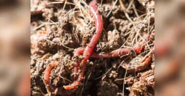 are earthworms more attracted to perfume or vinegar