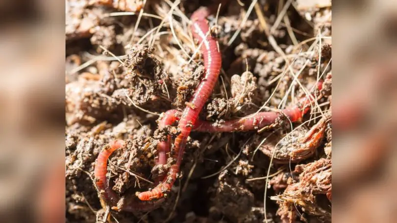 are earthworms more attracted to perfume or vinegar