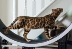 Are Treadmills Safe for Cats
