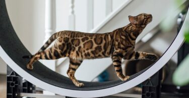 Are Treadmills Safe for Cats