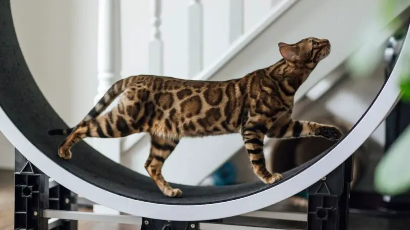 Are Treadmills Safe for Cats