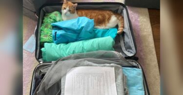 can i send perfume to new zealand